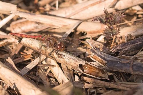 Sympetrum striolatum